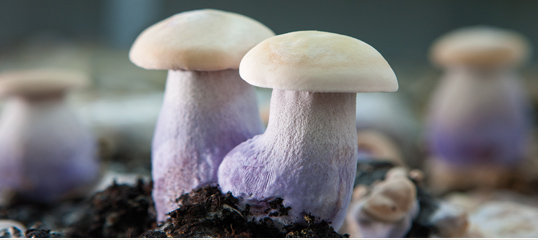 Blewit (Lepista Nuda)