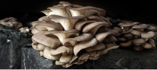 Oyster Mushroom (Pleurotus Ostreatus)