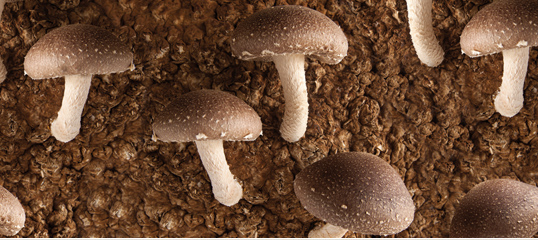 Shii-Take (Lentius Edodes)