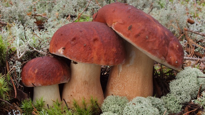 Boletus Pinicola