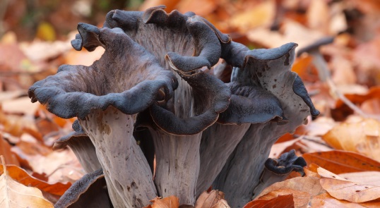 Trompeta de los Muertos